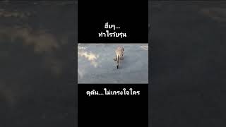 ดุดัน...ไม่เกรงใจใคร #เต็มคาราเบล #ดุดันไม่เกรงใจใคร #ตัวตึง #น่ารักเกินปุยมุ้ย #คลายเครียด #ฮาๆ