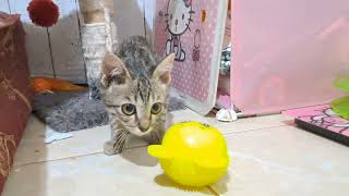 Funny  kittens playing with toys || they are adorable