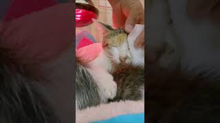 Abandoned Cat Rescue – A Journey to Love \u0026 Happine