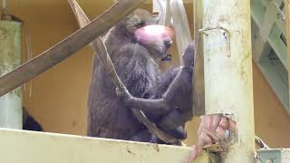 子ども想いのお母さんゲンキ。【京都市動物園】