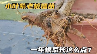 小叶紫老桩上盆僵苗一年，脱盆看到根系惊呆了，好基质养根太重要