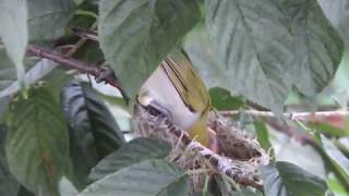 [生態觀察][綠繡眼(Japanese White-eye)]櫻花樹上可愛的鳥寶寶成長影像紀錄二