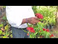 ixora plants in our nursery ii நம்ம நர்சரி இல் உள்ள ixora செடிகள்