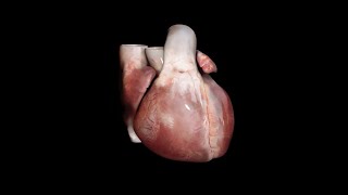 Human beating Heart - Anatomy (3D Medical Animation)
