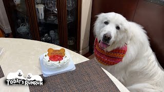 ルンルンは11歳になりました　Great Pyrenees　グレートピレニーズ