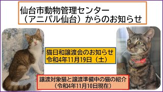 【11/19開催】猫日和譲渡会のお知らせ・譲渡対象猫と譲渡準備中の猫の紹介