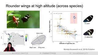 Microclimate variability and butterfly thermal tolerance in the Andes