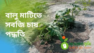 বালু মাটিতে সবজি চাষ পদ্ধতি।বালিতে সবজি চাষ।Vegetable farming in sandy soil