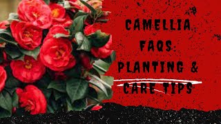 Camellia FAQs Planting \u0026 Care Tips