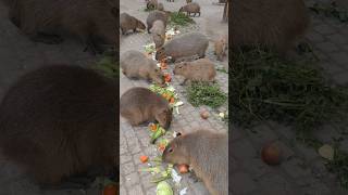 capybara 卡皮巴拉 吃豐盛自助餐的水豚君😋🍎🌽🥕🥬#水豚 #水豚君 #卡皮巴拉 #呆萌 #cute #可愛い #萌寵 #療癒 #eat #short