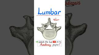 Anatomy of the Lumbar Spine (Vertebral Column).#surgery #anatomy #physiology #chiropractor #backpain