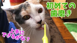 猫のぽてと歯磨きにチャレンジしてみたが…