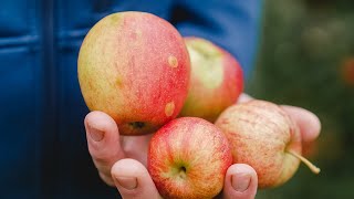 Unvollkommenes Obst im Hofladen