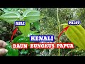 Kenali Daun Bungkus Papua Yang Asli