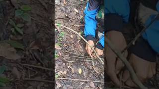 Cara Gampang Membuat Jebakan Ayam Hutan Tradisional #videoshort #viral #fypシ #ayamhutansulawesi