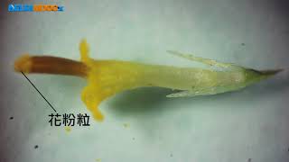 高中必修生物_觀察力的培養與訓練_顯微觀察_顯微觀察示例_大花咸豐草的觀察_許慶文