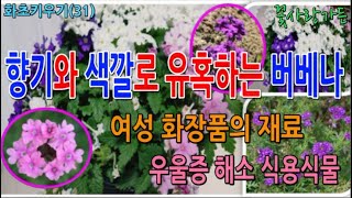 #화초키우기(31) 향기와 꽃의 색깔로 유혹하는 버베나, 여성 화장품 재료이자 우울증 해소용 약용식물에 차로도 마실 수 있는 약용식물이자 반려식물