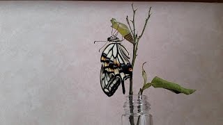 アゲハチョウ さなぎから蝶になる　Swallowtail Butterfly