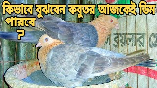 কিভাবে বুঝবেন কবুতর আজকেই ডিম পারবে? কবুতর পালন পদ্ধতি। kobutor history.