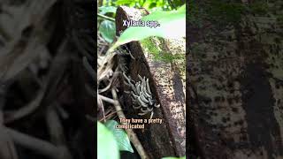 Why This Wild FUNGUS Looks Like Charcoal (#mycology)