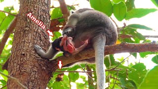 Adorable baby Amelia almost fell out of a tree as she tried to ask for milk from her mom Anna