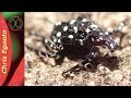 Spotted Lanternfly - Beer Drinkers and Farmers Beware!