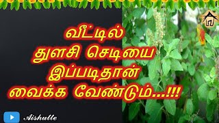 Method to keep Tulsi plant in home | வீட்டில் துளசி செடியை இப்படிதான் வைக்க வேண்டும்…!!!