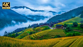 世界梯田之冠，天下一绝，这里的美犹如一副画！——广西龙脊梯田 4K  Longji Terraced Fields in Guangxi, China