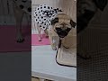 久しぶりに洋服を着た犬 犬 pug パグスタグラム パグ 犬のいる生活 ボストンテリア 多頭飼い