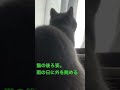 猫の後ろ姿。雨の日に外を眺める。ブリティッシュショートヘアあんず。