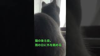 猫の後ろ姿。雨の日に外を眺める。ブリティッシュショートヘアあんず。