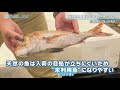 未利用魚を有効活用し市場に売れ残る魚をゼロを目指す！ 日本財団 海と日本project in 岡山 2021 14