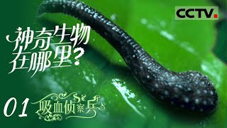 《神奇生物在哪里》01 吸血侦察兵：已经确认的蚂蟥超过400种 吸食血液后可保存宿主DNA四个月【CCTV纪录】