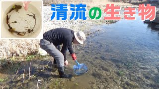 清流の生き物【ガサガサ】カジカ、ヨシノボリ、水生昆虫、ドジョウなど