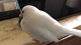 白文鳥まるこ、片脚をしまいたい