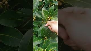 Bay leaf from garden 🍃 #nature #shortsvideo #viral