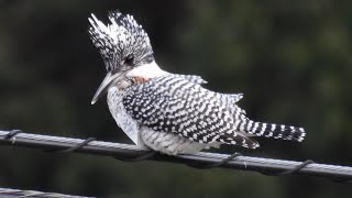 ヤマセミ (4K)  /  Crested Kingfisher