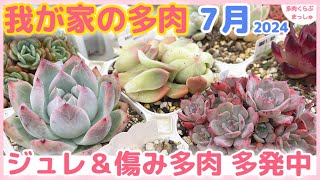 【多肉植物】ジュレ多肉多発中⚠️今年の梅雨はヤバいかも💦2024年7月【タニパト】