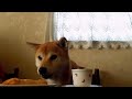 きっと人間語を話しているつもりの柴犬