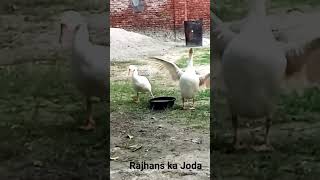 Rajhans #funny #masti #entertainment #village #hindisong #song #animal #cute