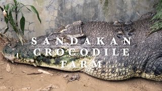 Crocodile Farm Sandakan - Borneo animals - Malaysia - Amazing Animals