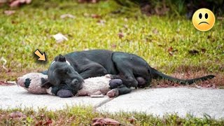 Sie fanden den Hund, und als sie sahen, was er in seinen Pfoten hielt, schrumpften ihre Herzen..