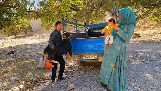 Documentary about the lifestyle of a young nomadic family in the mountains/ Selling 2 goats