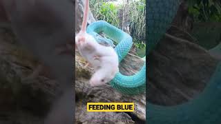 HOW FAST VENOM WORKS RARE BLUE VIPER