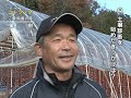 【サンアグロ】「梨にニトランダ 使い続けて30年」　ニトランダ　長野県果樹編