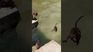 Monkey's swimming soo funny in Yaganti temple