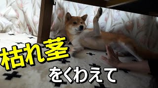 【柴犬りつ】枯れ茎を口にくわえて期待する柴犬  [Shiba Inu Ritsu] Expected Shiba Inu with a dead stem in his mouth