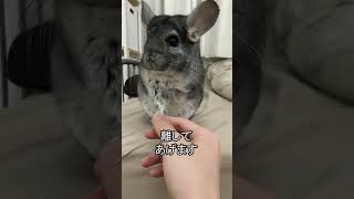 チンチラと握手した手を離すとどうなる？（#Shorts）#chinchilla