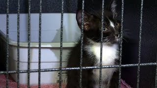Local rescue seeks help after 30 cats abandoned in Logan County, arrests made