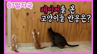 고양이들에게 레이저 놀이를 해줬어요~ / 고양이 반응은??